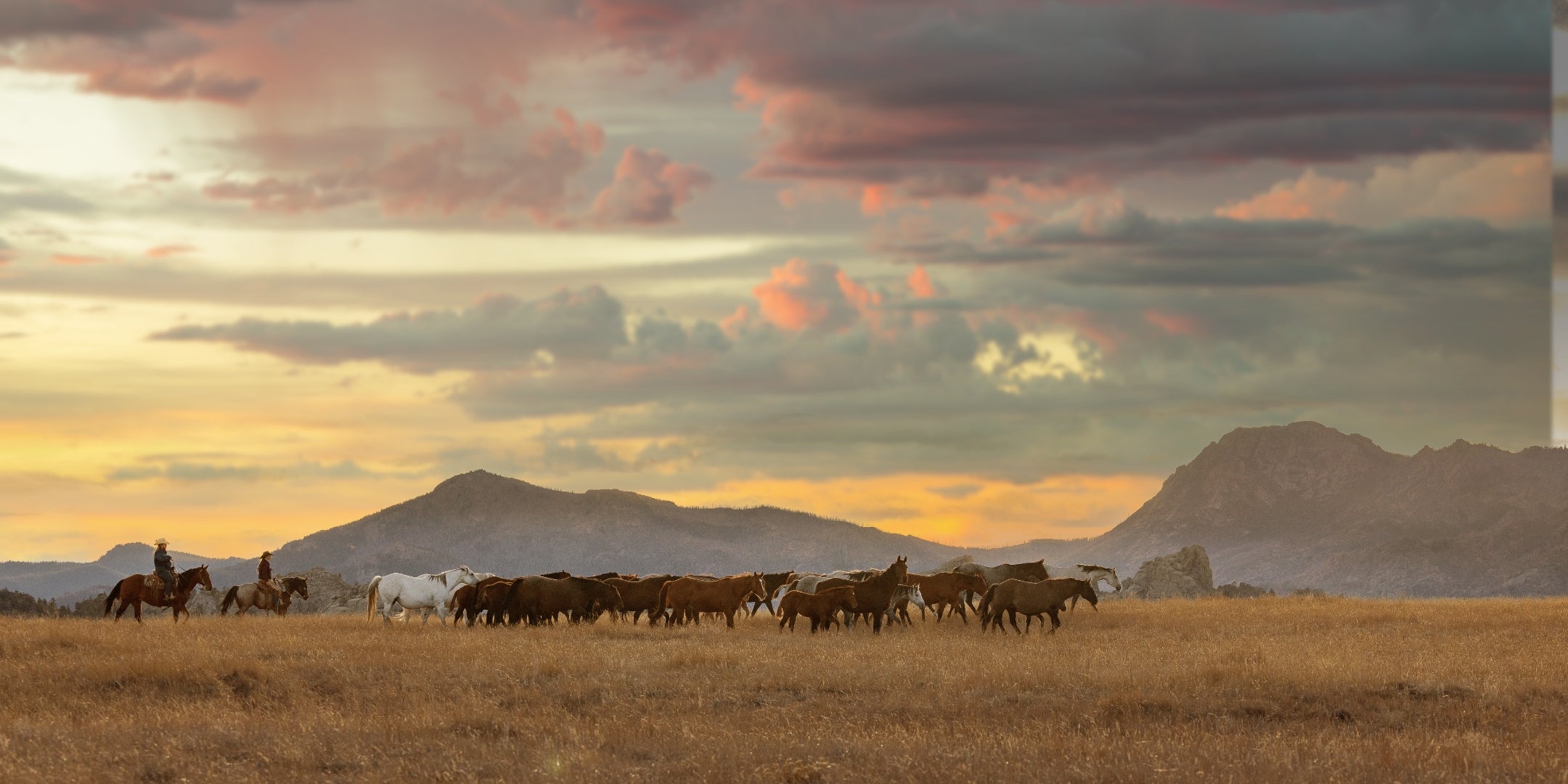 Mares and foals grazing at golden hour on open Wyoming range — Tactical Cowboy hero